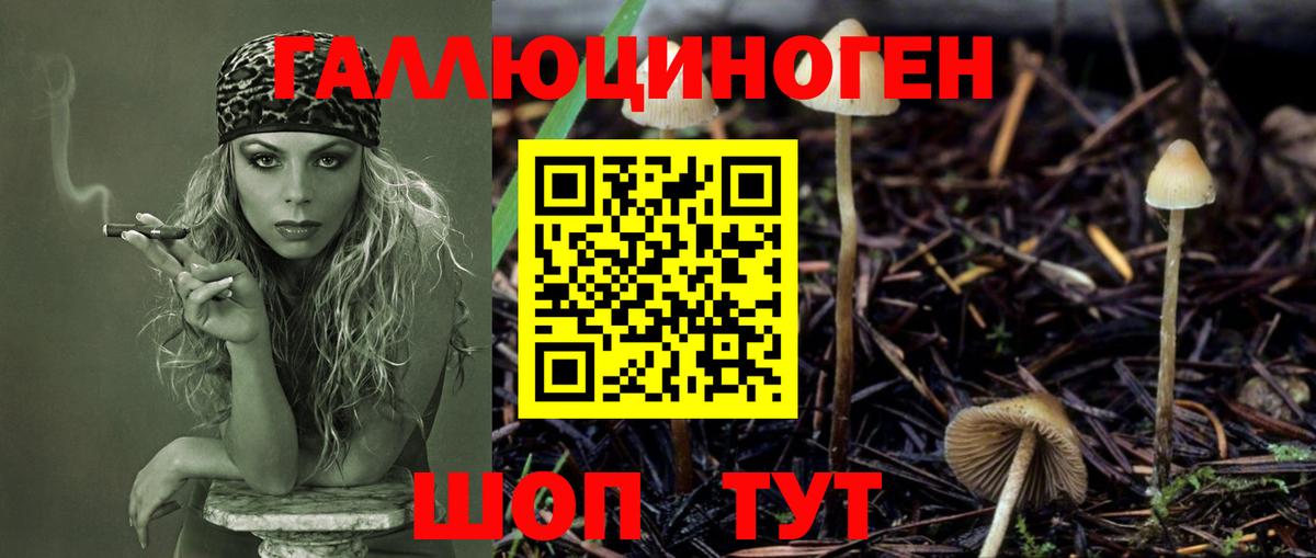 Псилоцибиновые грибы Psilocybine cubensis Кашира